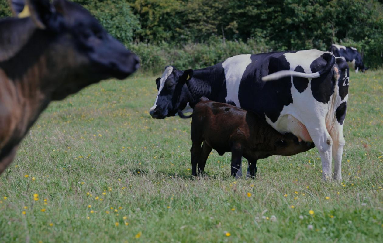 A dairy calf suckling at Rainton Farm