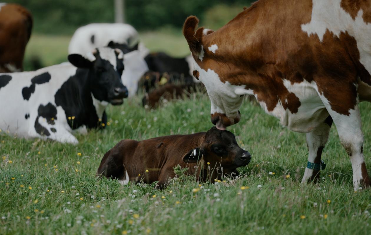 Dairy cows with their calves at Rainton Farm