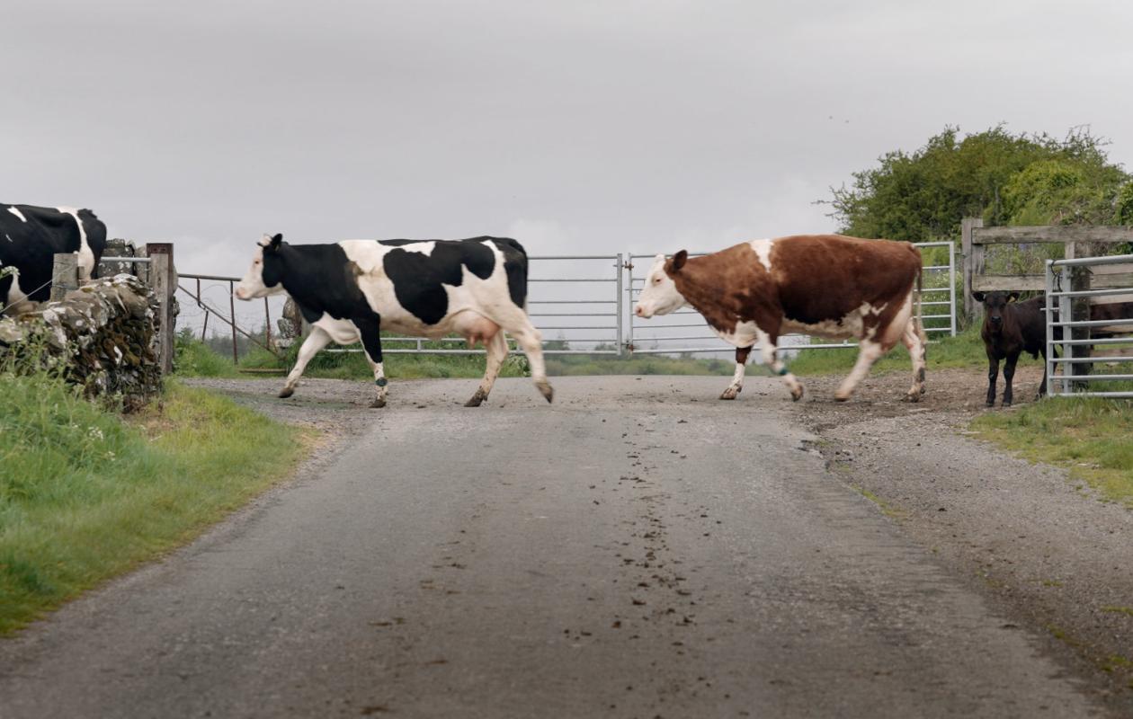 Rainton cows and calves crossing the road